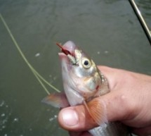 Takmičenje u ribolovu