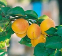 У МИОКОВЦИМА ПОЧИЊУ „ДАНИ СРПСКЕ КАЈСИЈЕ“