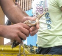 Спасили чапљицу – Ixobrychus minutus