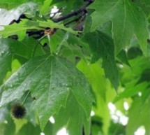 Конзервација платана у Креновом пролазу