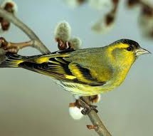 Међународни волонтерски еколошки камп ‘Working for nature’