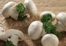 Улагање у производњу печурака