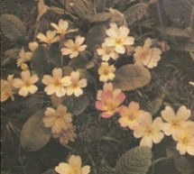 Меморијална изложба у Тополи