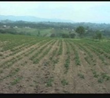 АГРАРНИ БУЏЕТ МАЊИ ОД ПРЕДВИЂЕНИХ ПЕТ ОДСТО