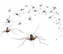 ПОНОВО АКЦИЈА СУЗБИЈАЊА КОМАРАЦА