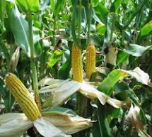 СТИГАО СЕМЕНСКИ КУКУРУЗ ЗА ПОЉОПРИВРЕДНИКЕ