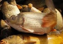 У СУБОТУ ТАКМИЧЕЊЕ „ПЕЦАЊЕ СОМА НА БЛИНКЕР“