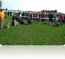 ИЗЛОЖБА ПАСА У ГОРЊЕМ МИЛАНОВЦУ