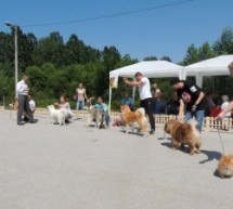 У ПРЕЉИНИ СЕ ОДРЖАВА НАЦИОНАЛНА ИЗЛОЖБА ПАСА СВИХ РАСА