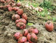 САСТАНАК У ЗАБЛАЋУ ПОВОДОМ АКТУЕЛНИХ ПРОБЛЕМА У ПРОИЗВОДЊИ КРОМПИРА