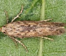 У ЗАБЛАЋУ СЕ ОДРЖАВА САСТАНАК ВЕЗАН ЗА ТЕМУ ИНВАЗИЈЕ КРОМПИРОВОГ МОЉЦА