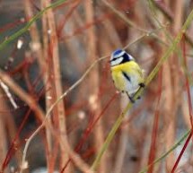 ИЗЛОЖБА ФОТОГРАФИЈА ПРИРОДЕ У ДОМУ КУЛТУРЕ НА РУДНИКУ