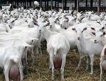 ГОЈКО ВУЧИЋЕВИЋ ИЗ АРИЉСКОГ СЕЛА КРУШЋИЦА ВЛАСНИК МОДЕРНЕ  ФАРМЕ КОЗА И МИНИ-МЛЕКАРЕ