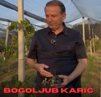 БОГОЉУБ КАРИЋ:ГРОЦКА НЕМА НАФТУ — АЛИ ИМА ЗЛАТО! ДУНАВ, ВОЋЕ И ДВА МИЛИОНА ПОТРОШАЧА НА ПРАГУ